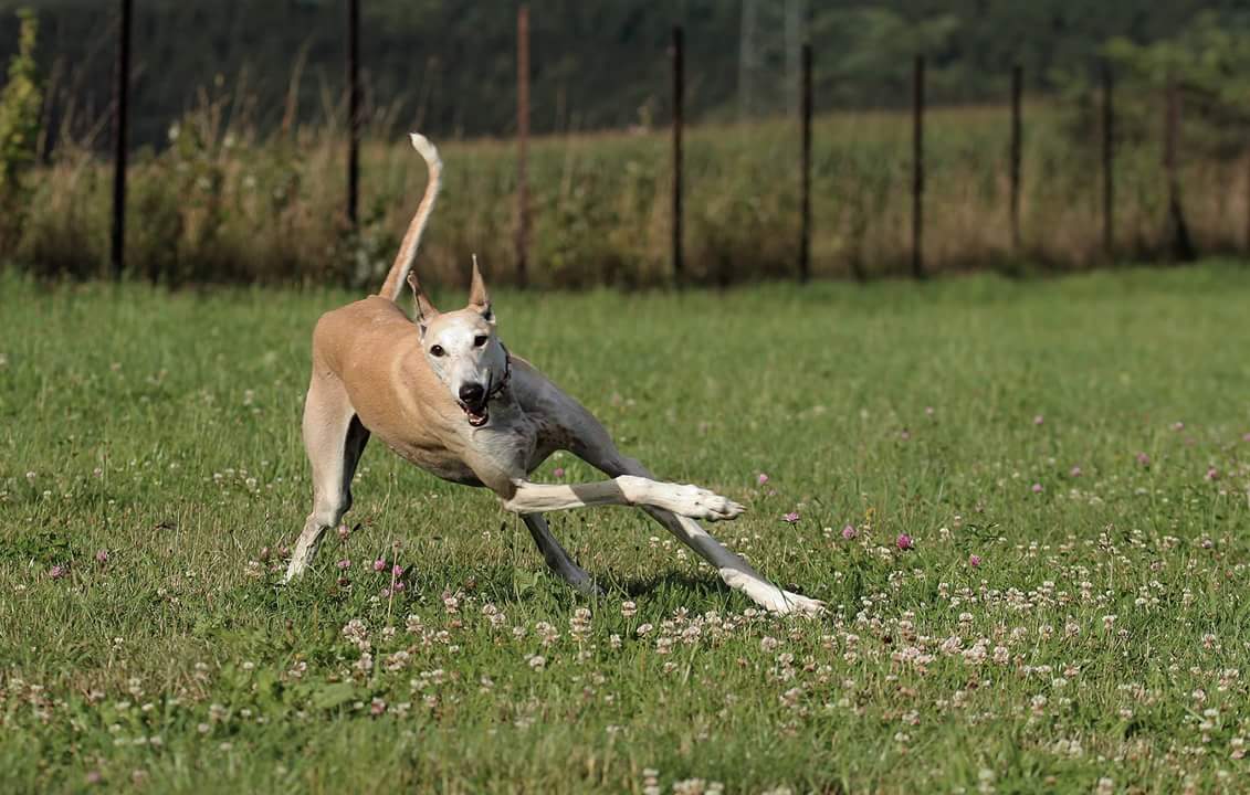 Adoption image