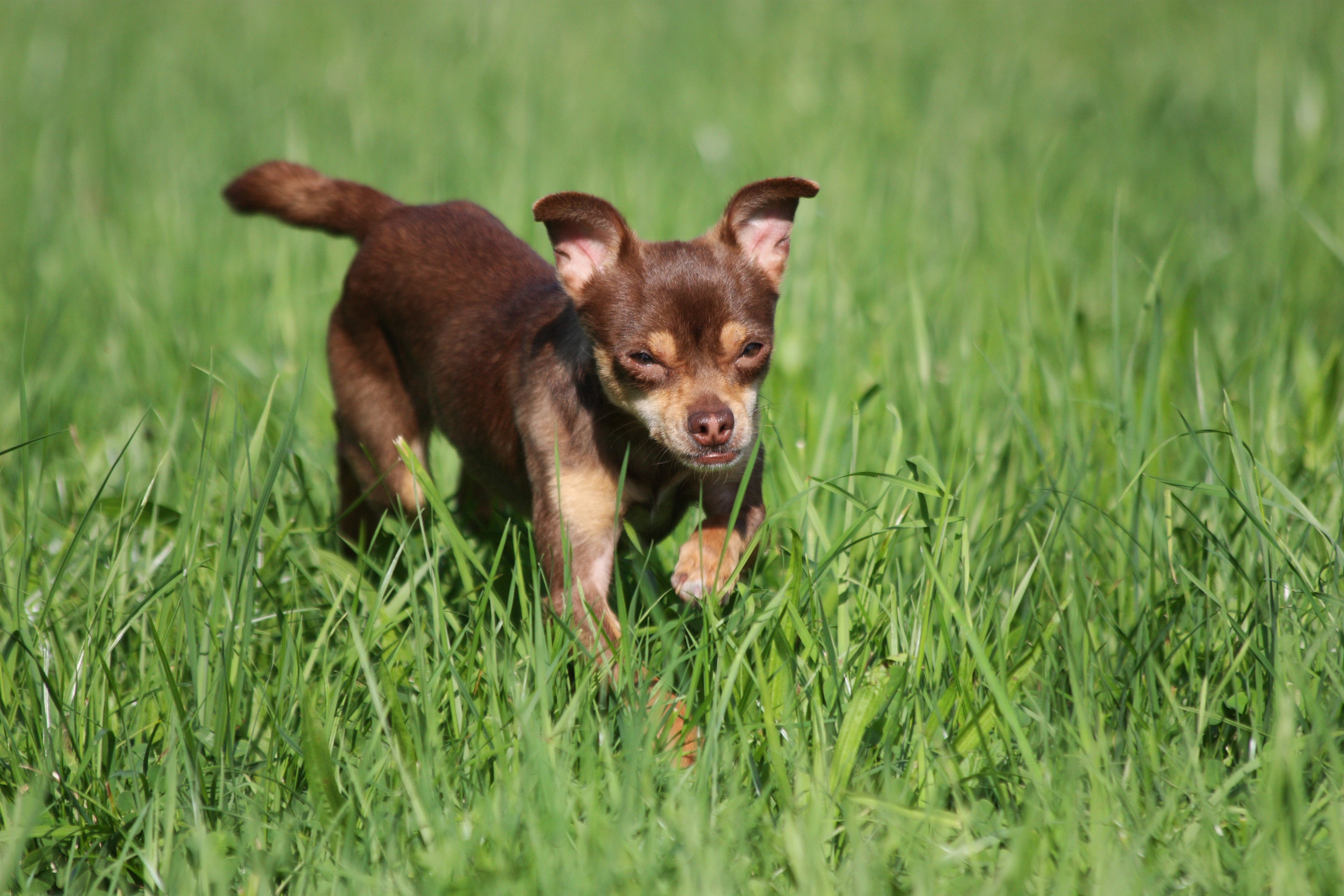 Adoption image