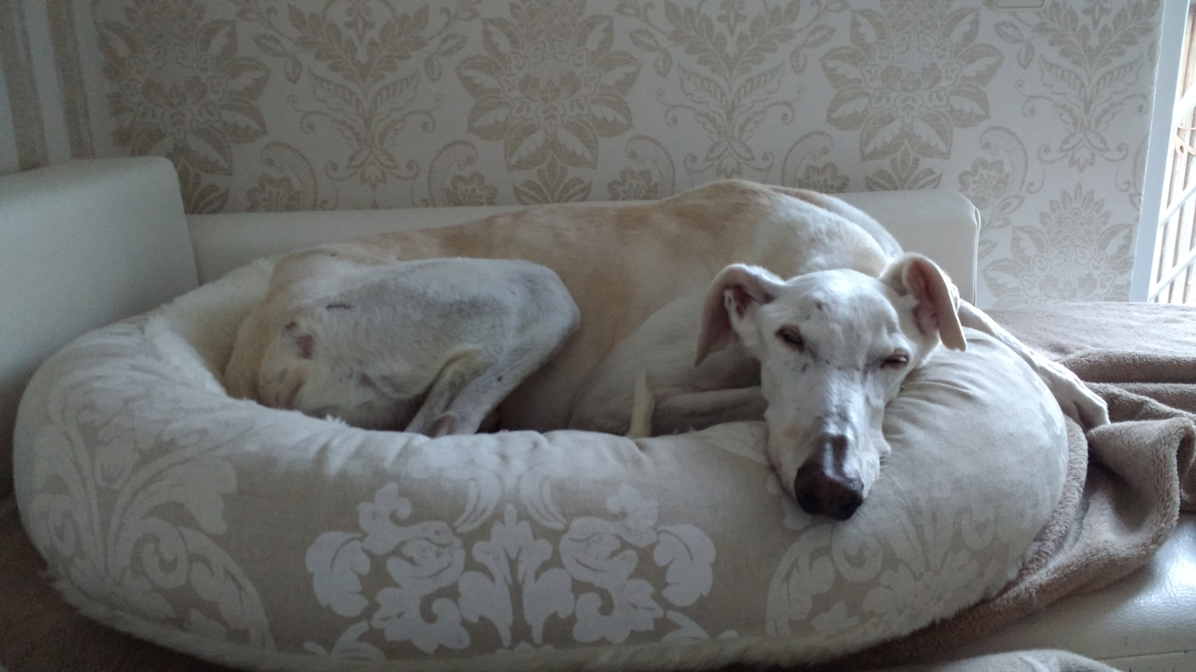Adoption image