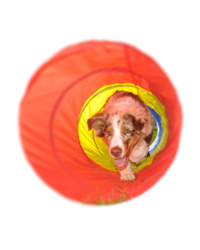 http://info.canis-bonus-hundeschule.com/wp-content/uploads/2017/12/tunnel-400x500.png
